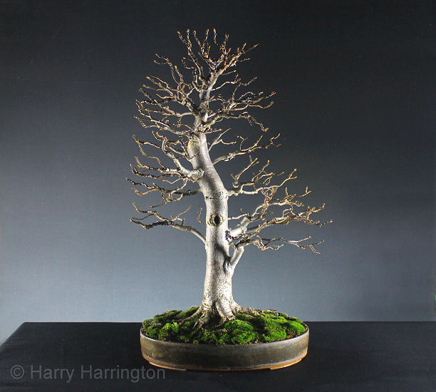 Lime Linden bonsai